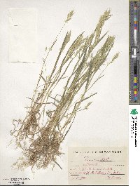 Bromus hordeaceus subsp. hordeaceus image