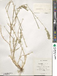 Bromus hordeaceus subsp. hordeaceus image