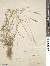 Bromus hordeaceus subsp. hordeaceus image