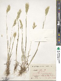 Bromus hordeaceus subsp. hordeaceus image