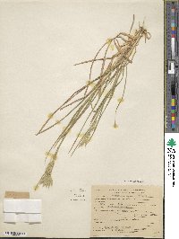 Bromus hordeaceus image