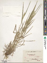 Bromus hordeaceus subsp. hordeaceus image