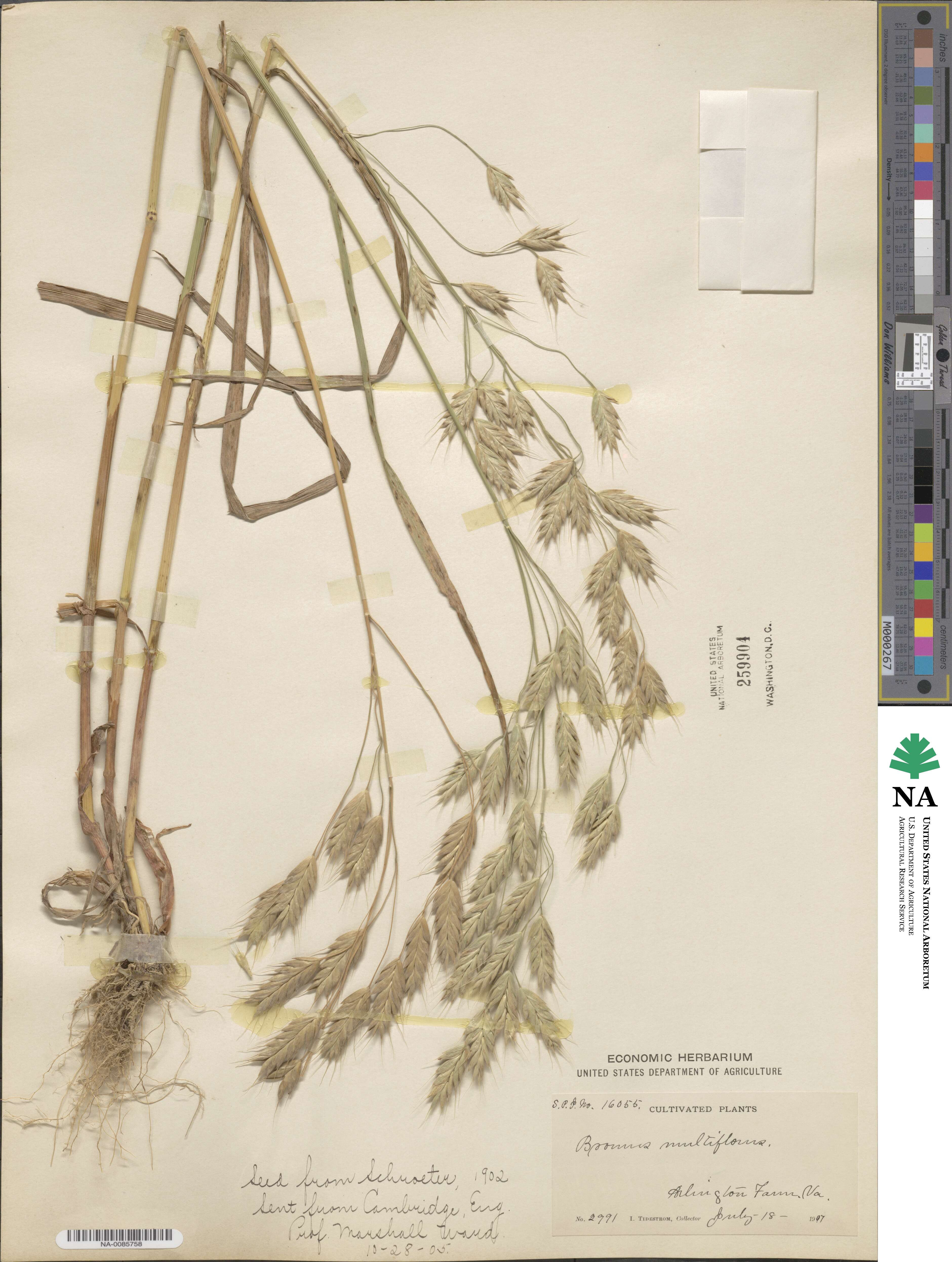 Bromus polyanthus image