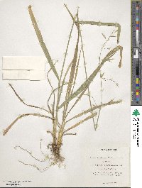 Bromus orcuttianus image