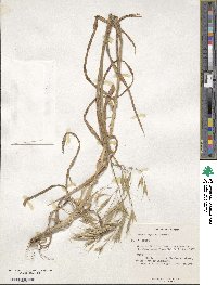 Bromus oxyodon image