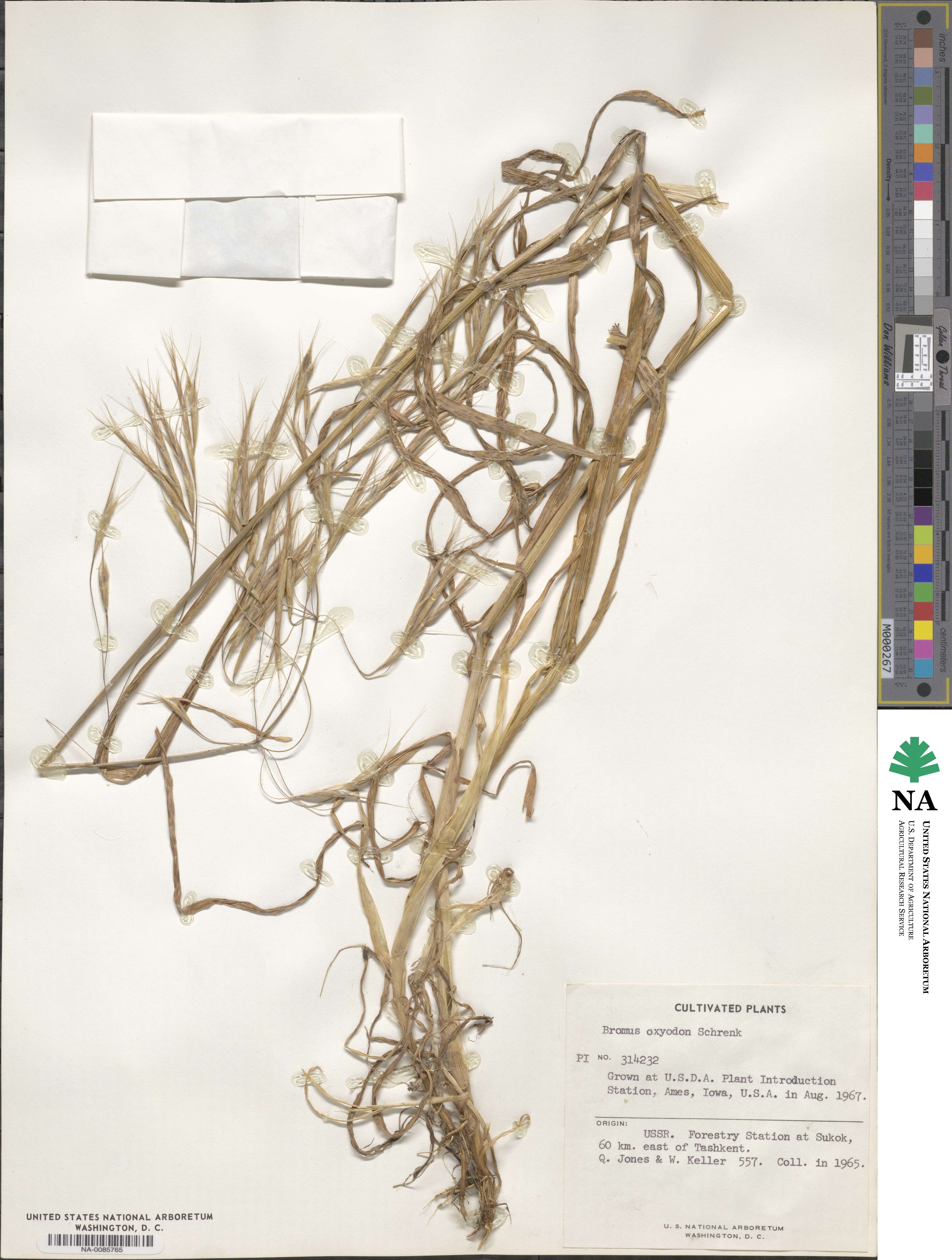 Bromus oxyodon image