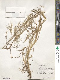 Bromus oxyodon image