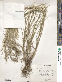 Bromus oxyodon image