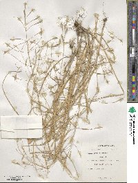 Bromus oxyodon image