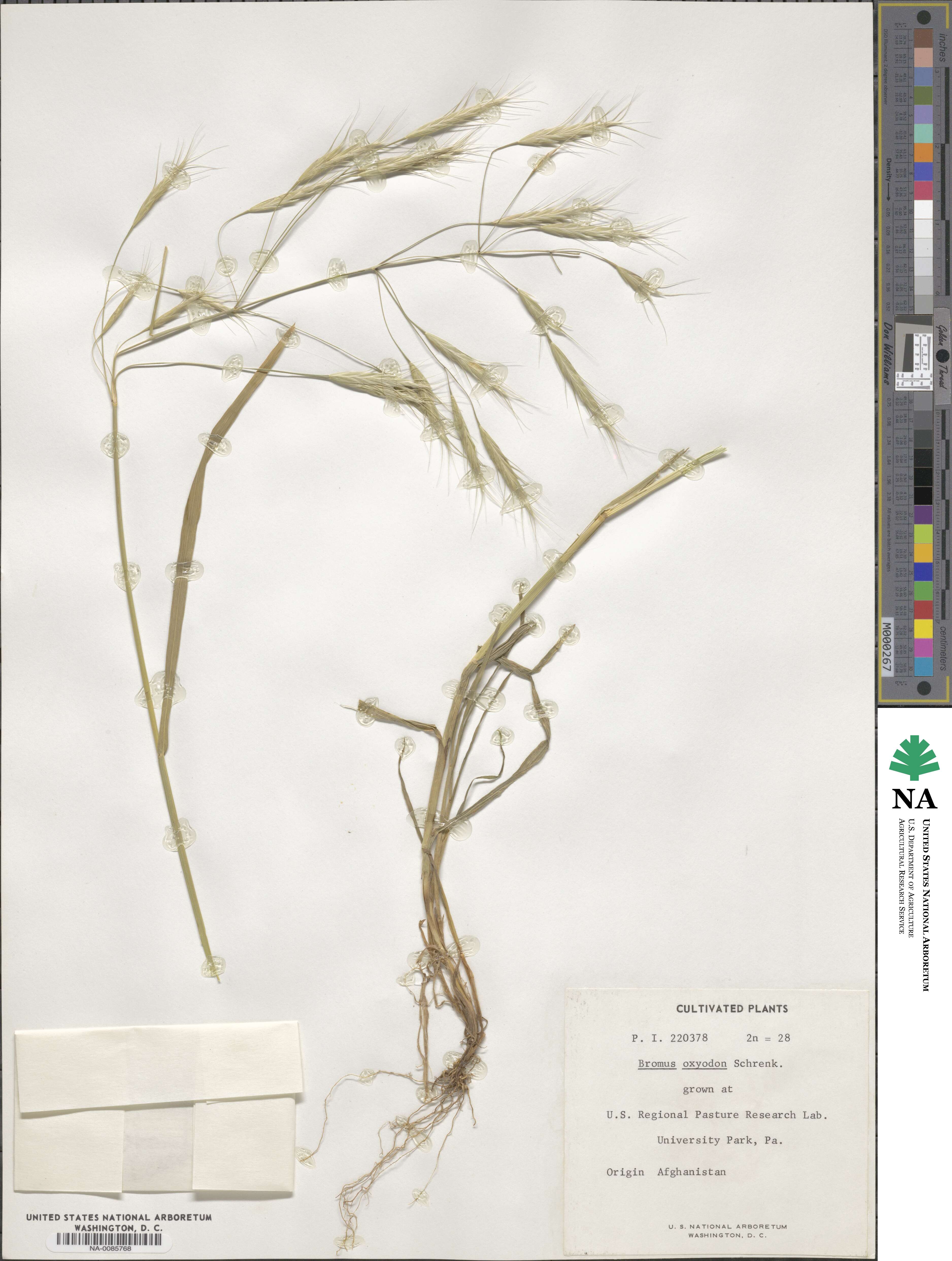 Bromus oxyodon image