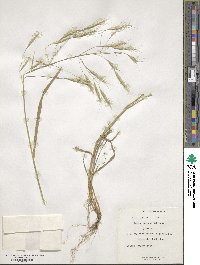 Bromus oxyodon image