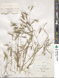 Bromus oxyodon image