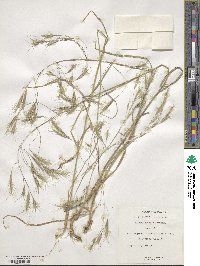 Bromus oxyodon image