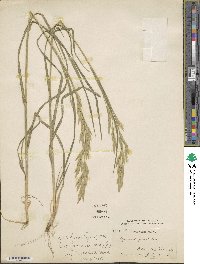 Bromus japonicus image