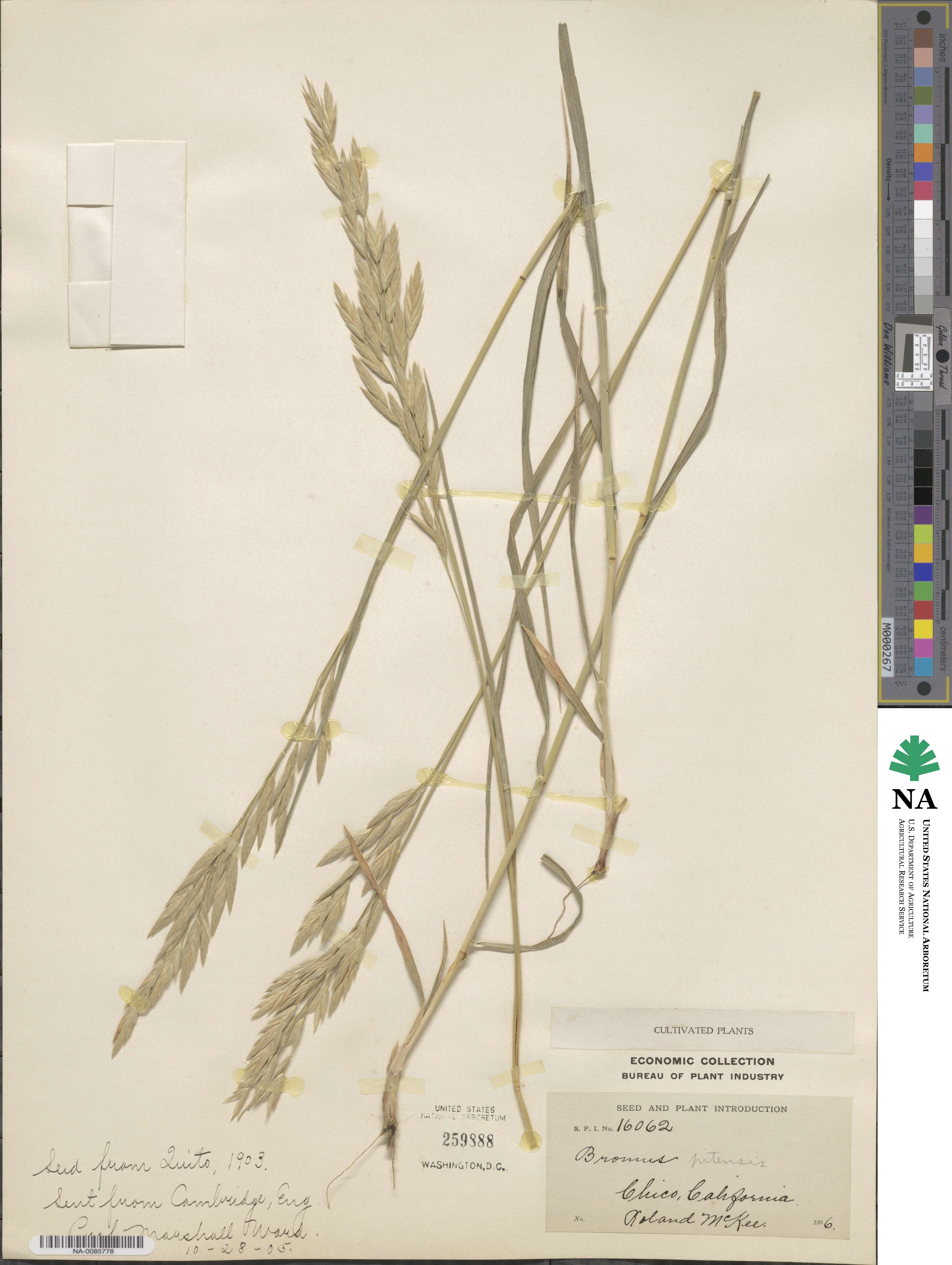 Bromus lanatus image