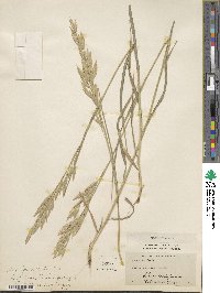 Bromus lanatus image