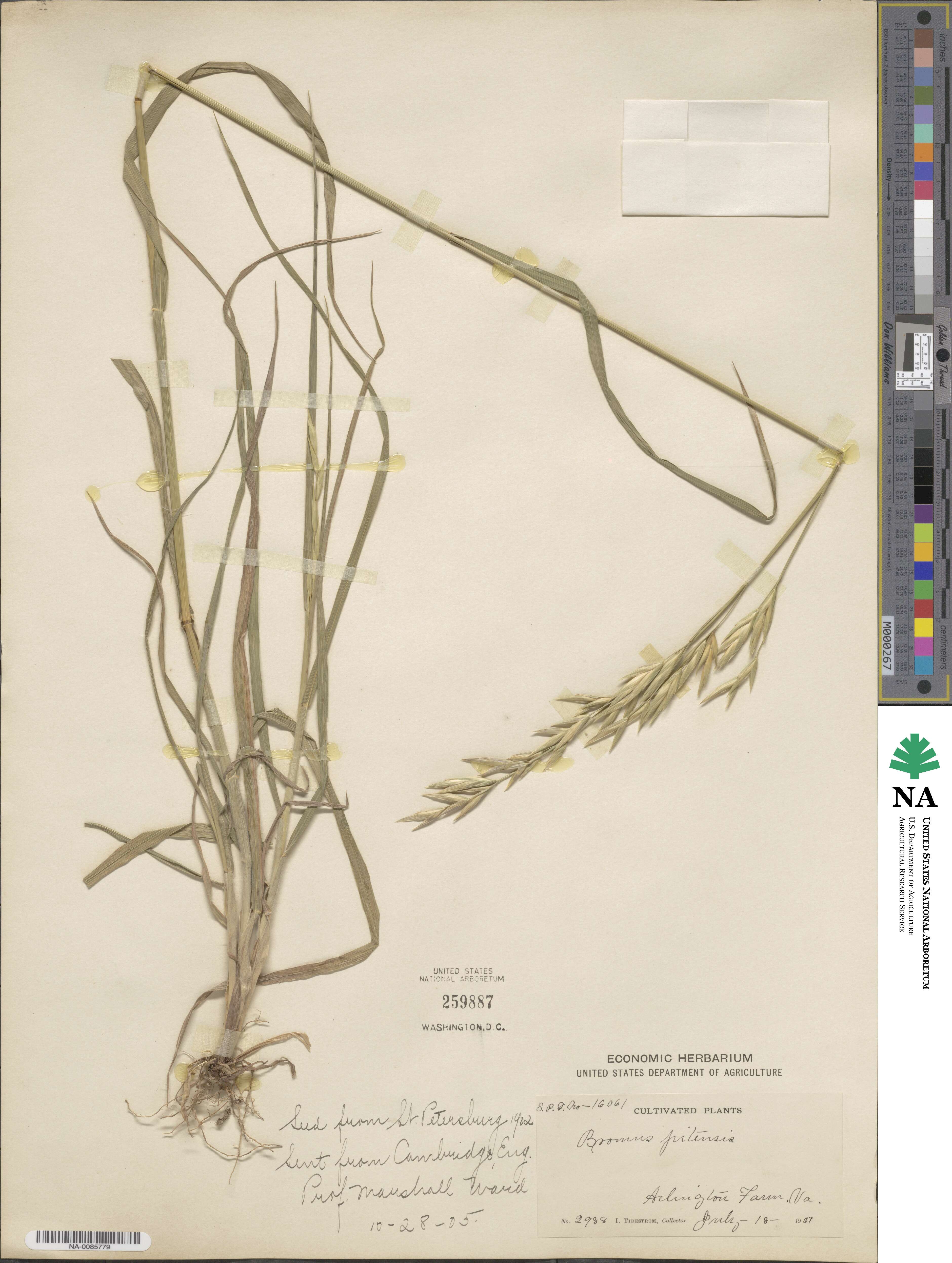 Bromus lanatus image