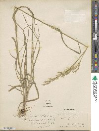 Bromus lanatus image