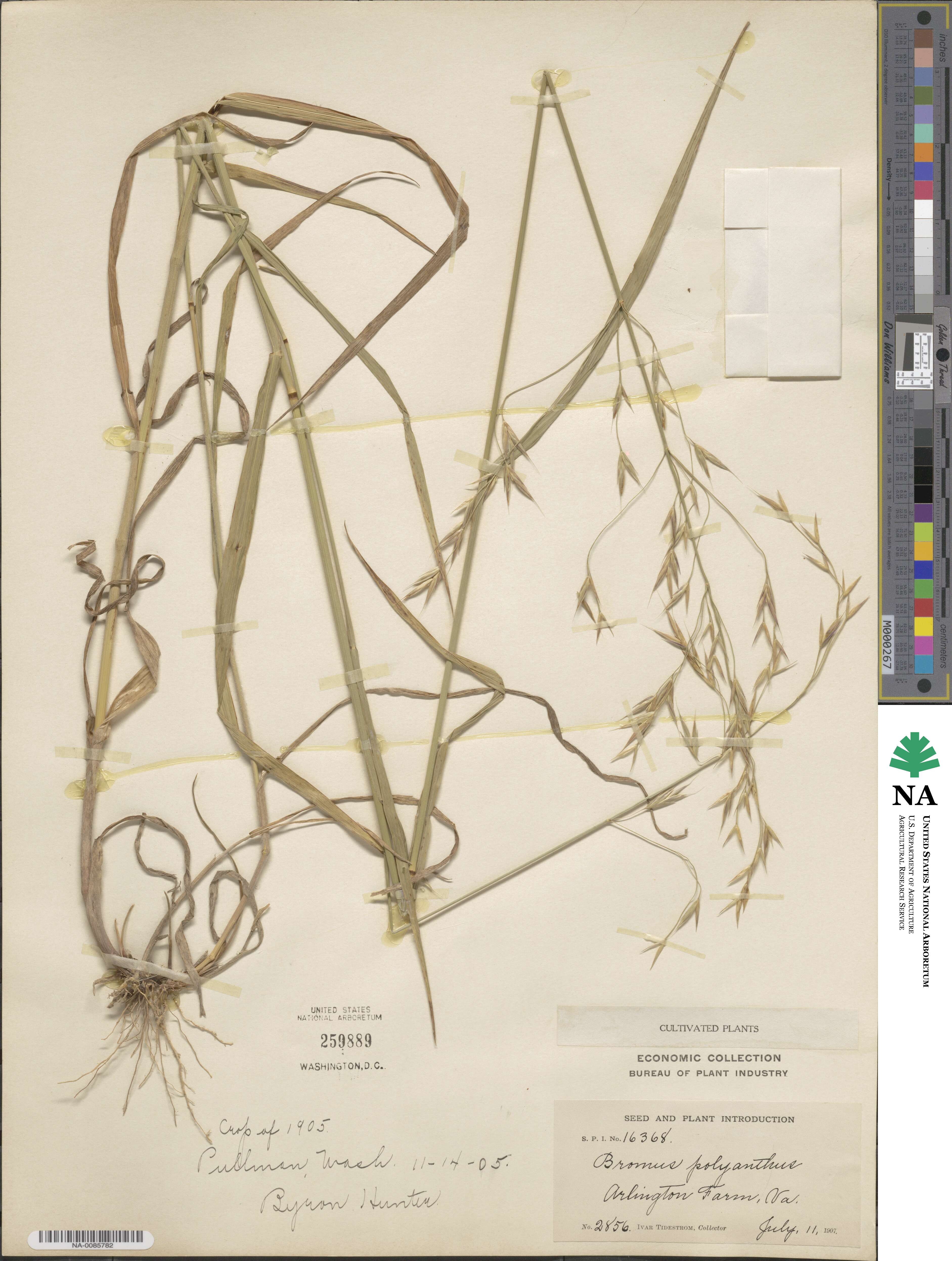 Bromus polyanthus image