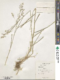 Bromus racemosus image