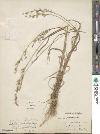 Bromus pratensis image