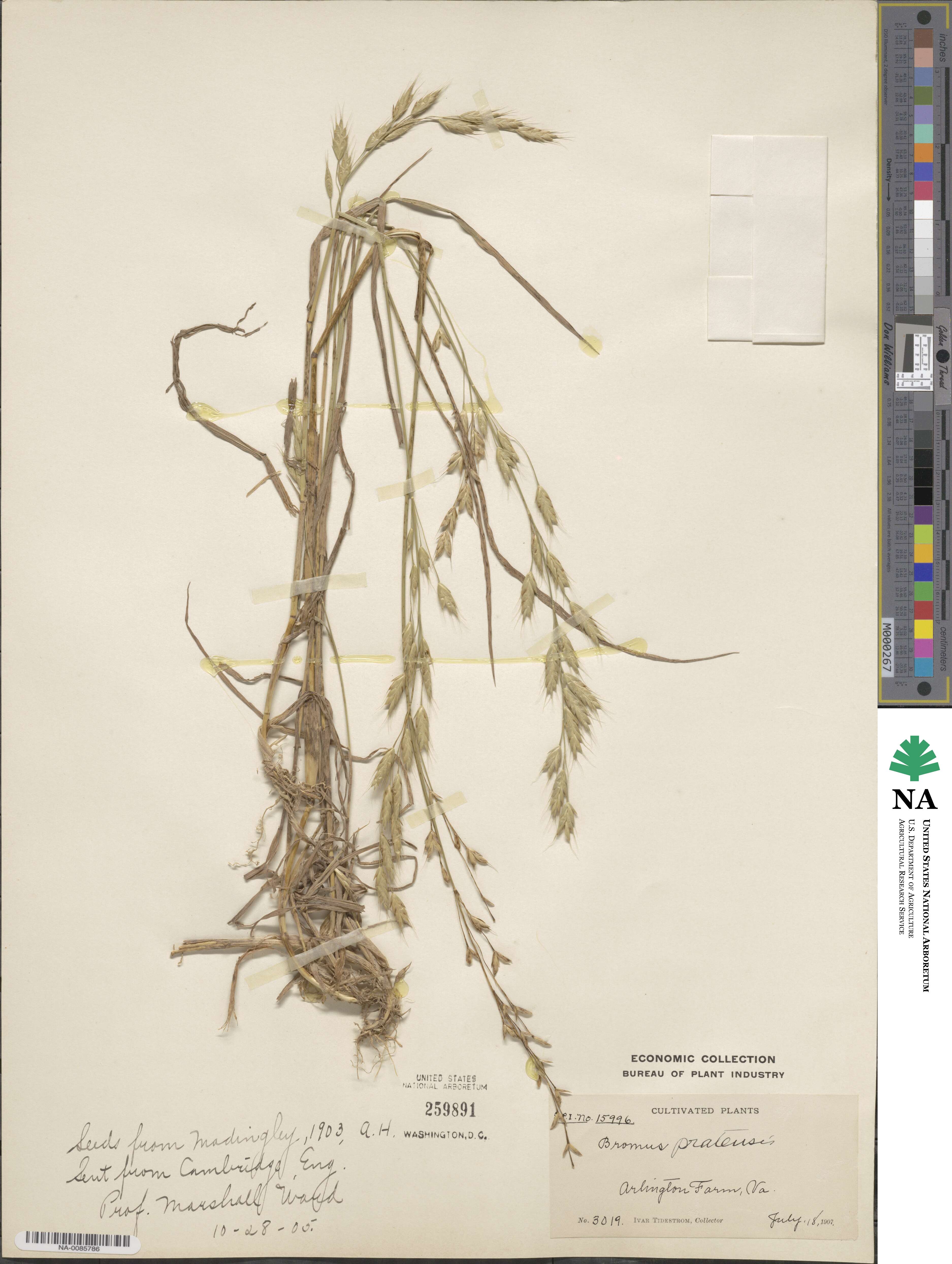 Bromus pratensis image