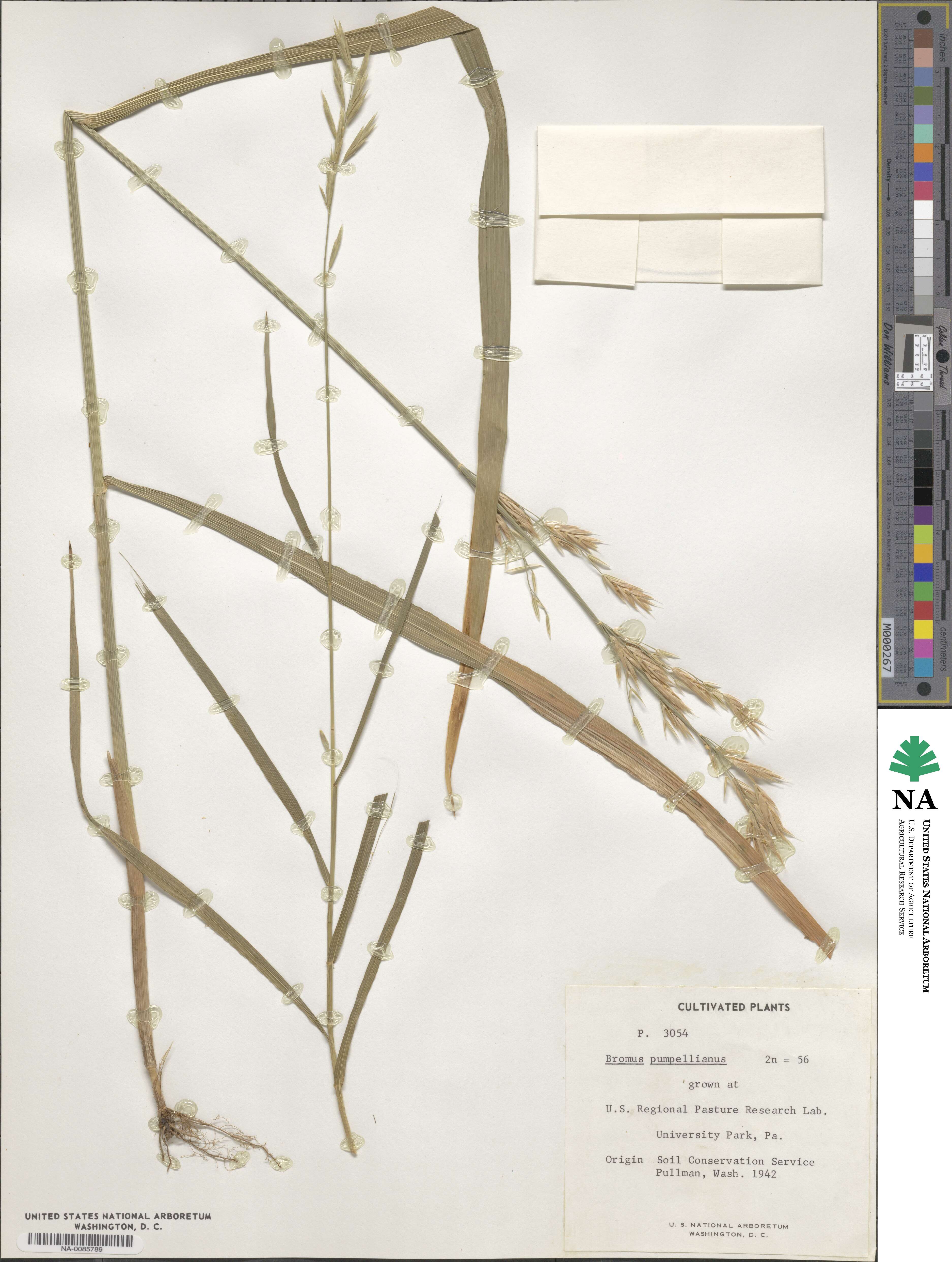 Bromus pumpellianus image