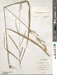 Bromus pumpellianus image