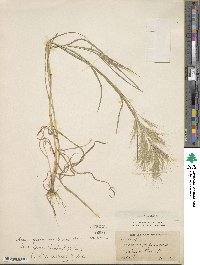 Bromus rubens image