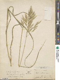 Bromus rubens image