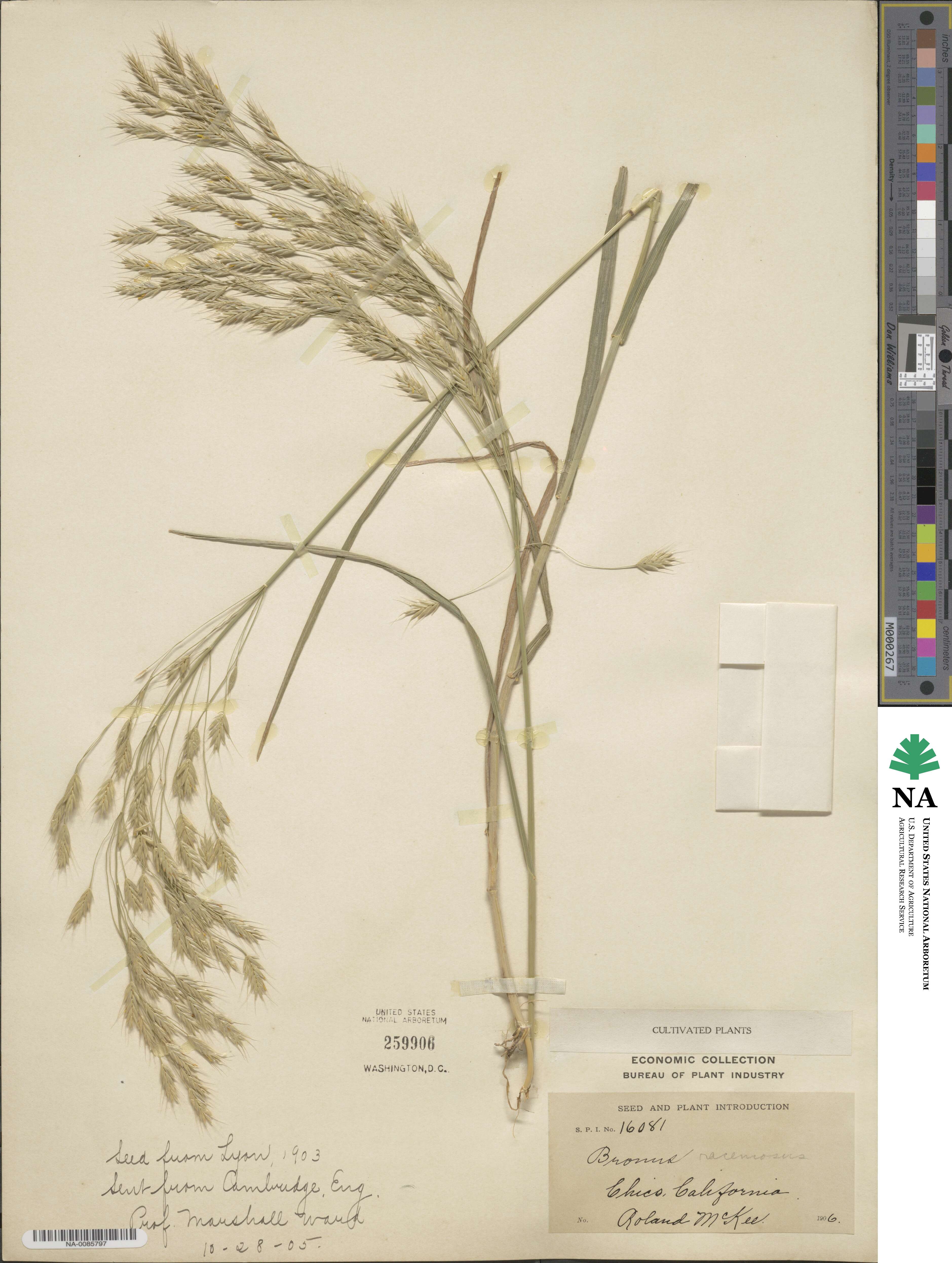 Bromus racemosus image