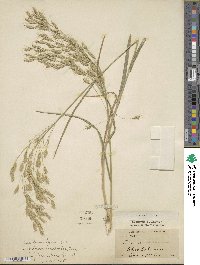 Bromus racemosus image