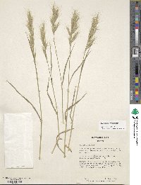 Bromus racemosus image