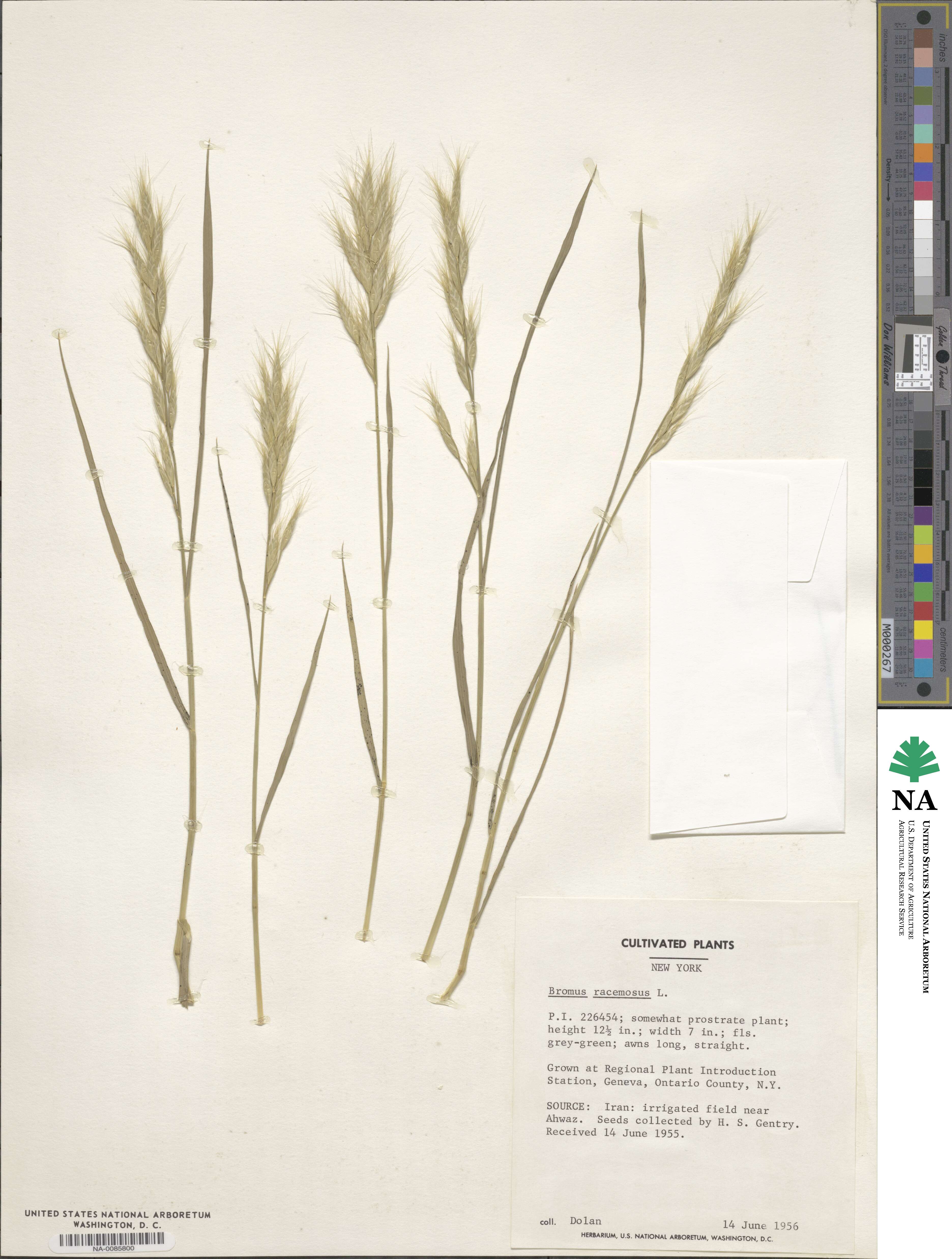 Bromus racemosus image