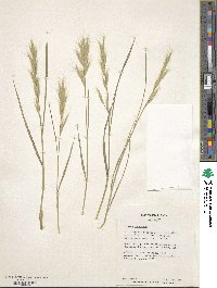 Bromus racemosus image