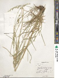 Bromus racemosus image