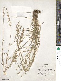 Bromus racemosus image