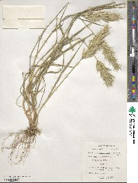 Bromus racemosus image