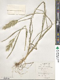 Bromus racemosus image