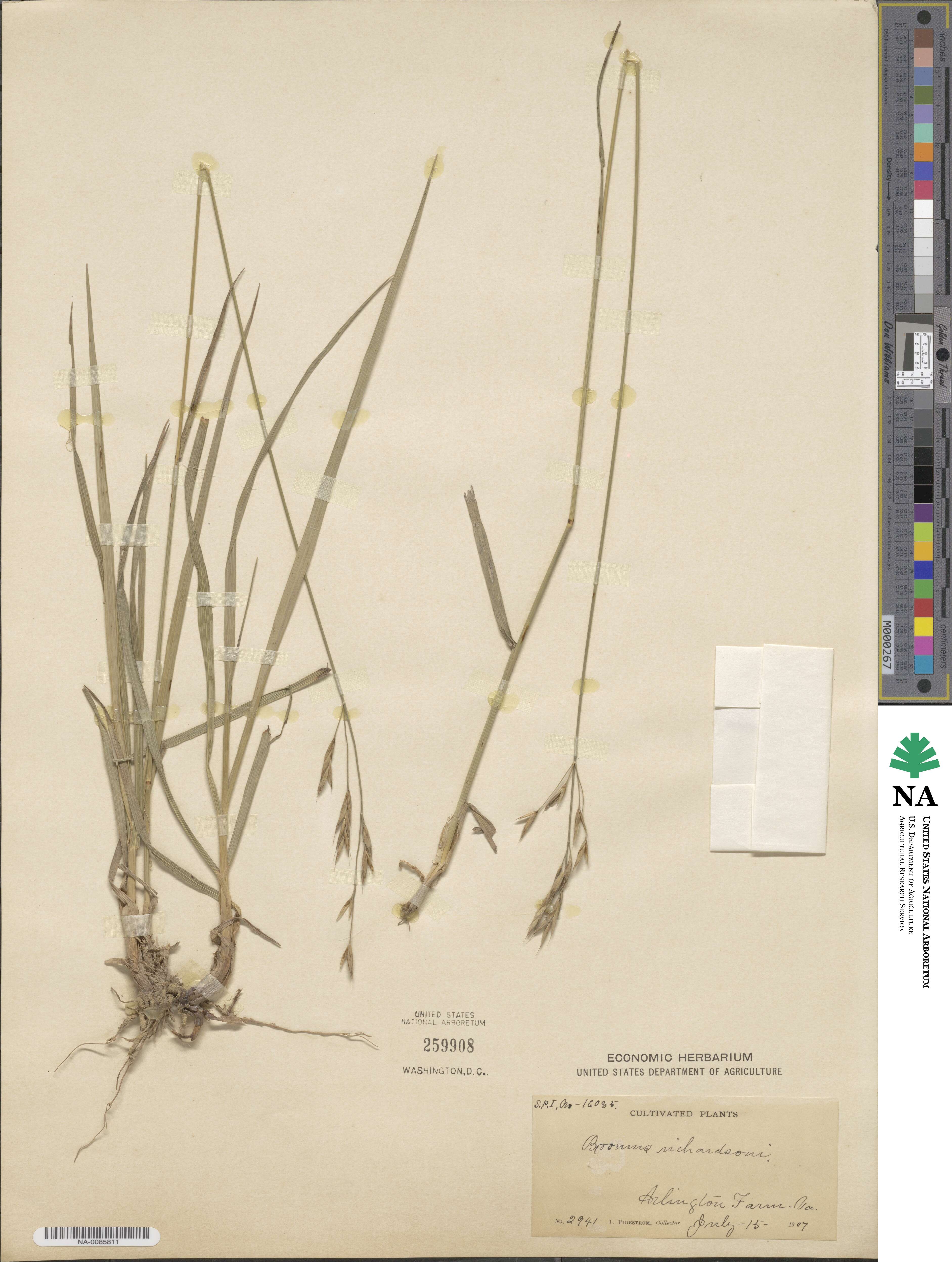 Bromus richardsonii image