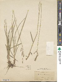 Bromus richardsonii image