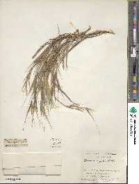 Bromus rigidus image