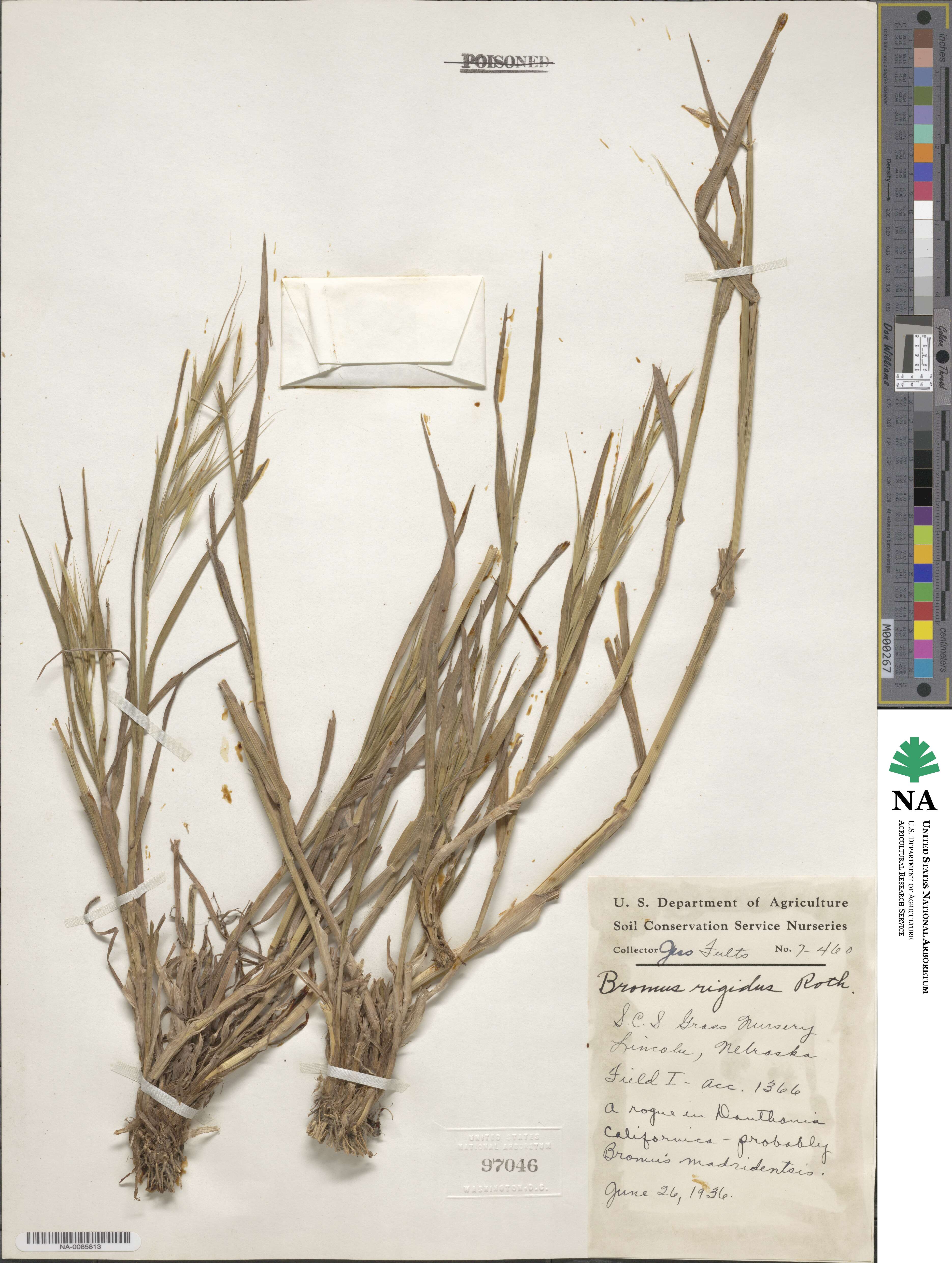 Bromus rigidus image