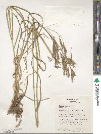 Bromus riparius image