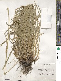 Bromus riparius image