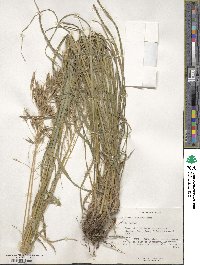 Bromus riparius image