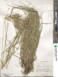 Bromus riparius image