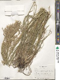 Bromus riparius image