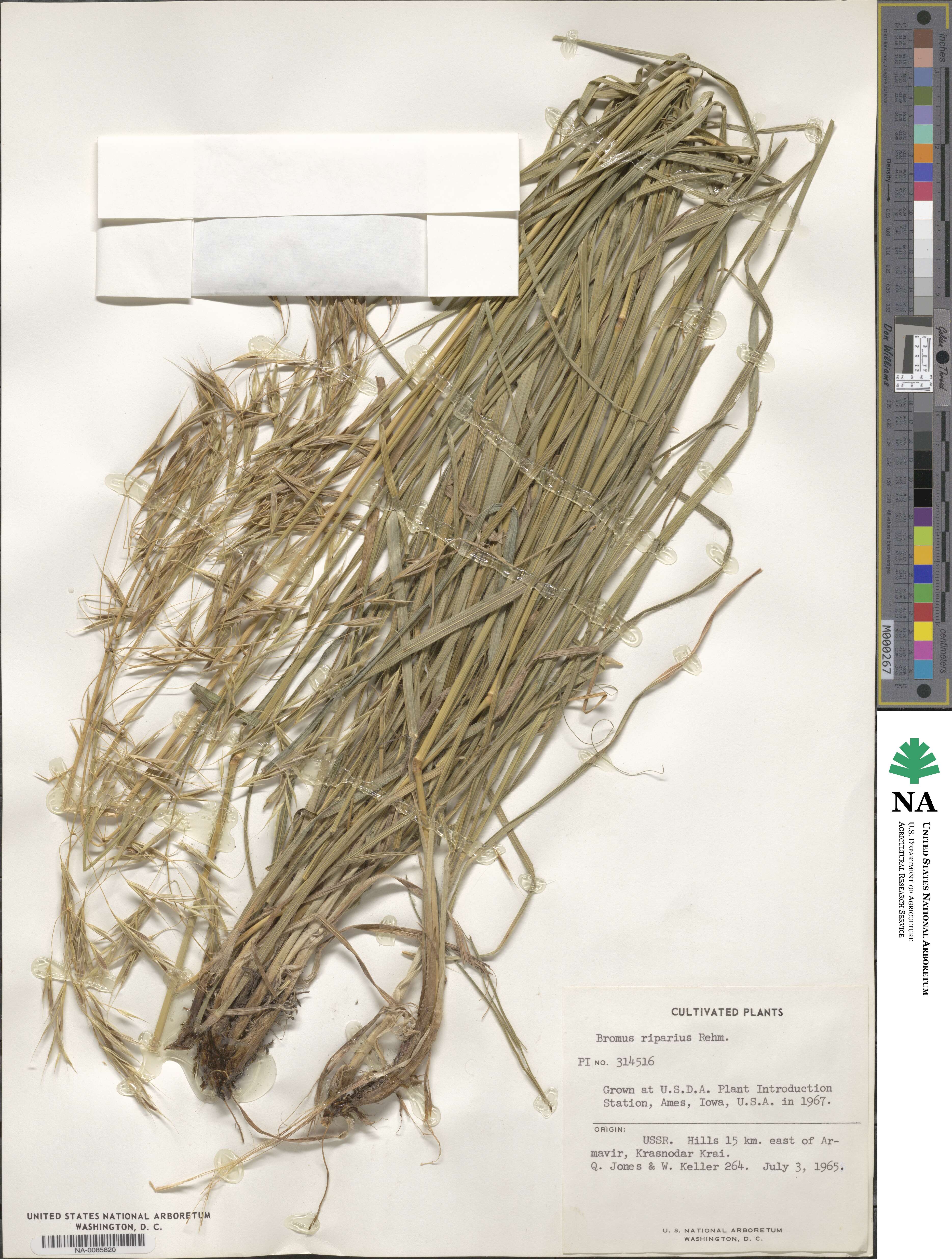 Bromus riparius image