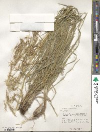 Bromus riparius image